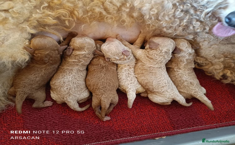 Caniche Mediano perros - Anuncio 5