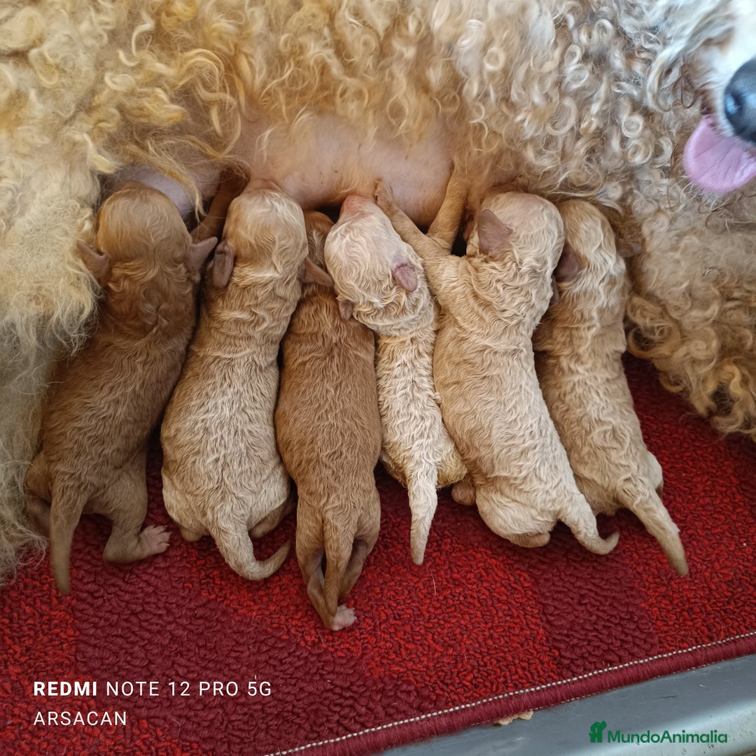 Caniche Mediano perros en venta: Caniche  - Imagen 1