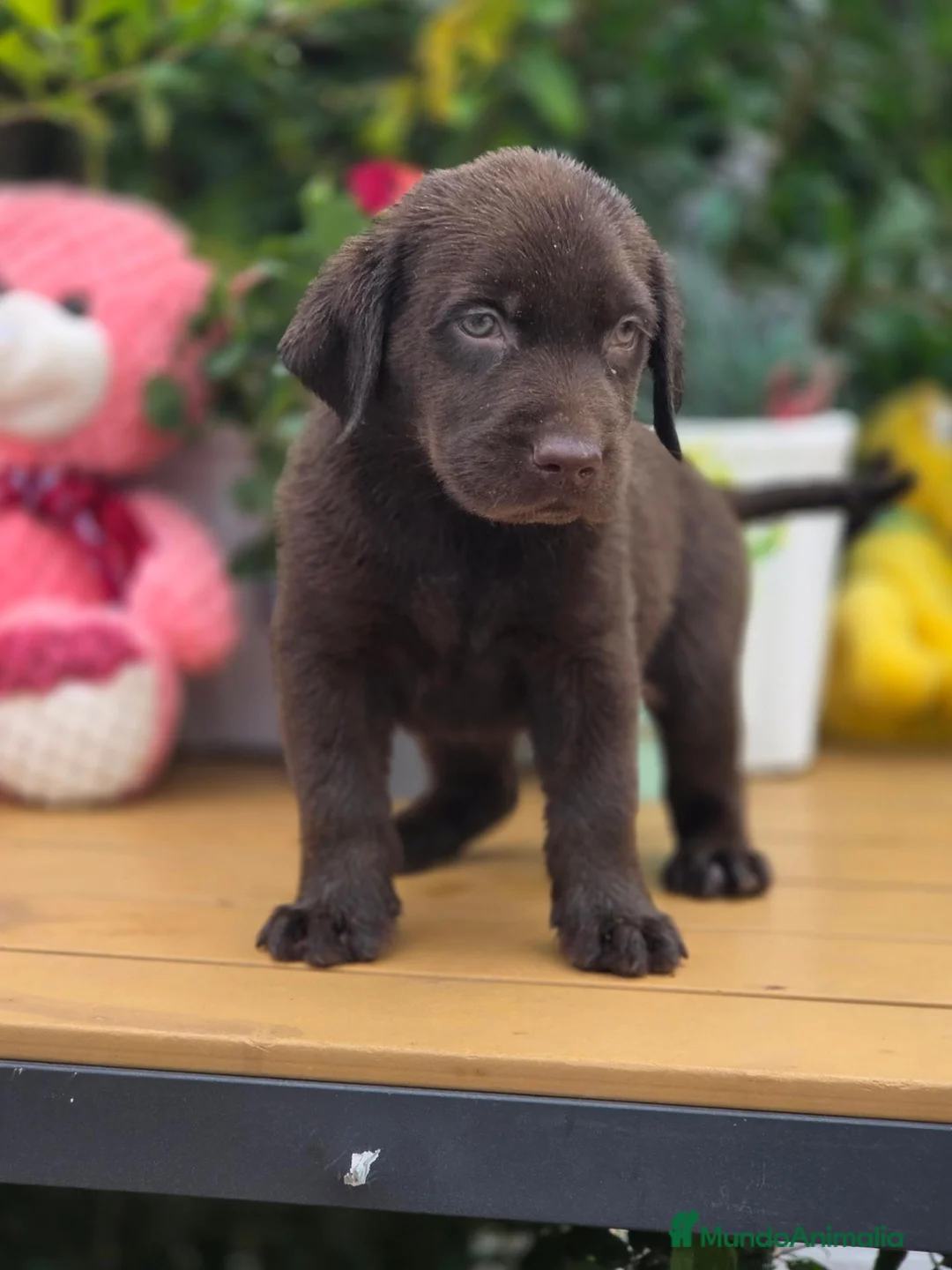 Labrador Retriever perros en venta: Preciosa camada labrador chocolate  - Anuncio 2