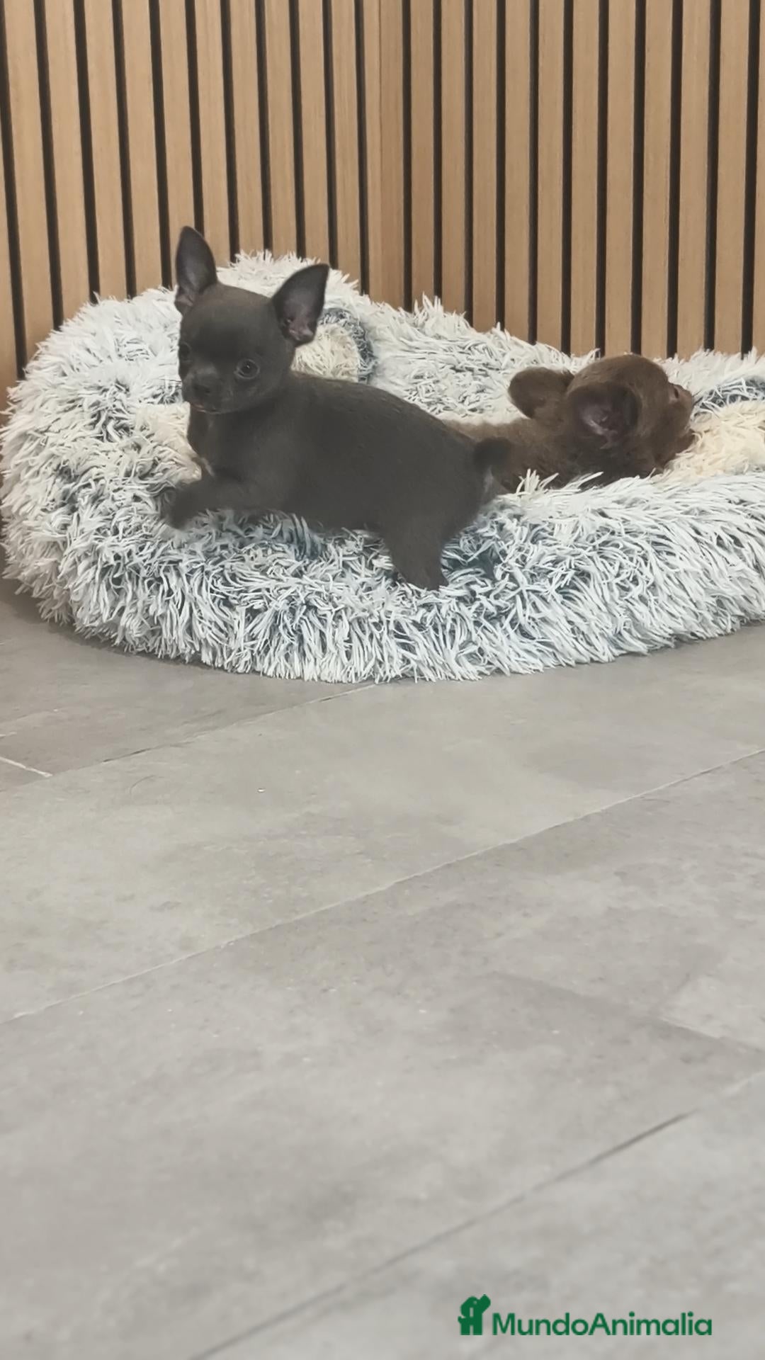 Chihuahua perros Chihuahua Toy ♂️ blue pelo corto - Anuncio 1