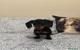 Teckel Miniatura perros en venta: Teckel kanichen negro fuego Macho  - Anuncio 3