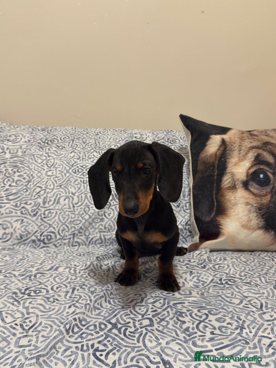 Teckel Miniatura perros en venta: Teckel kanichen negro fuego Macho  - Anuncio 3