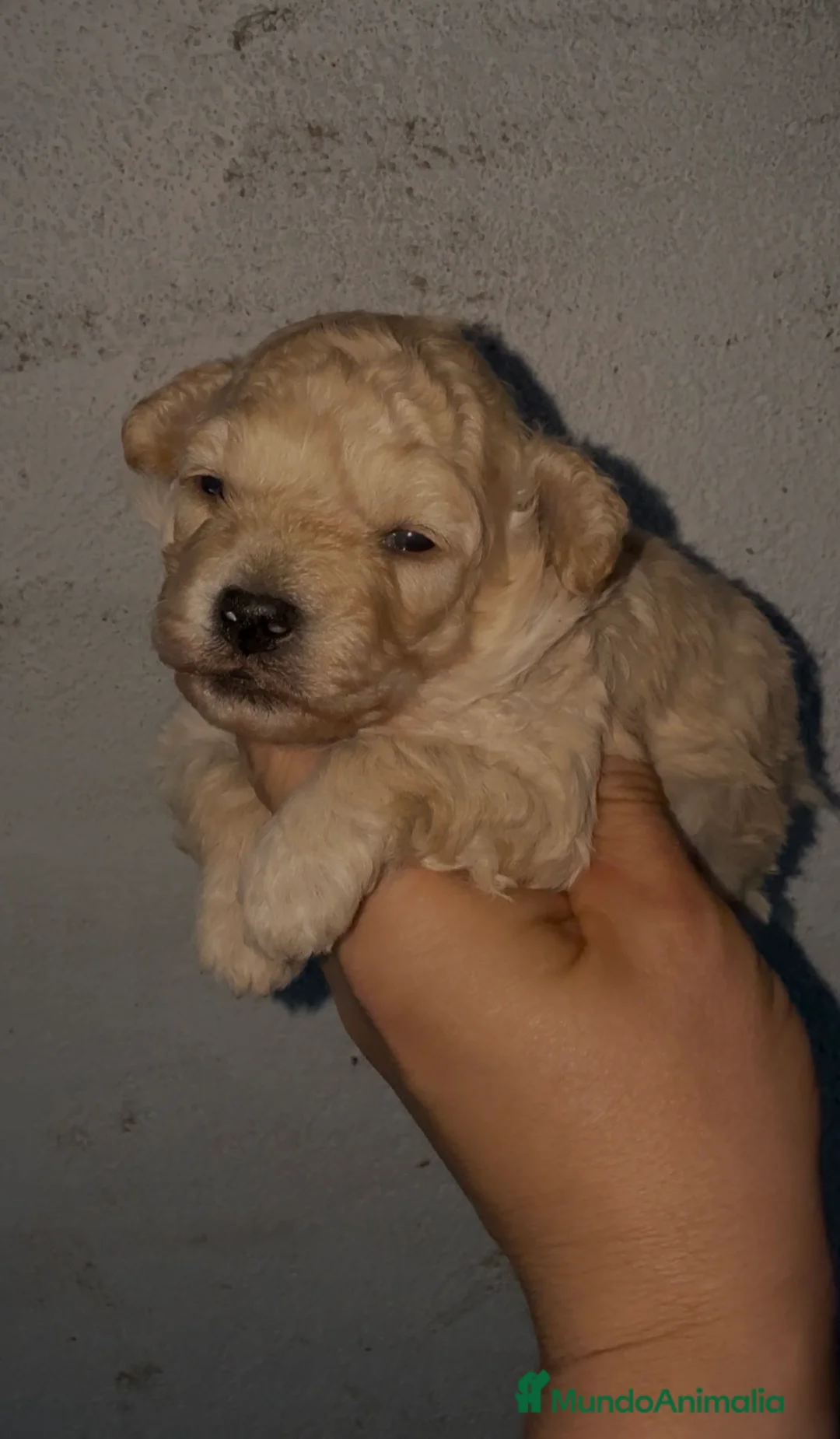 Maltipoo perros en venta: Maltipoo - Anuncio 3