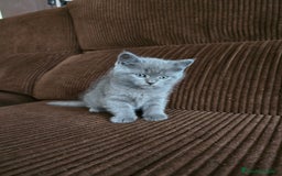 Británico de Pelo Corto Azul gatos en venta: Gatcot.com - Imagen 5