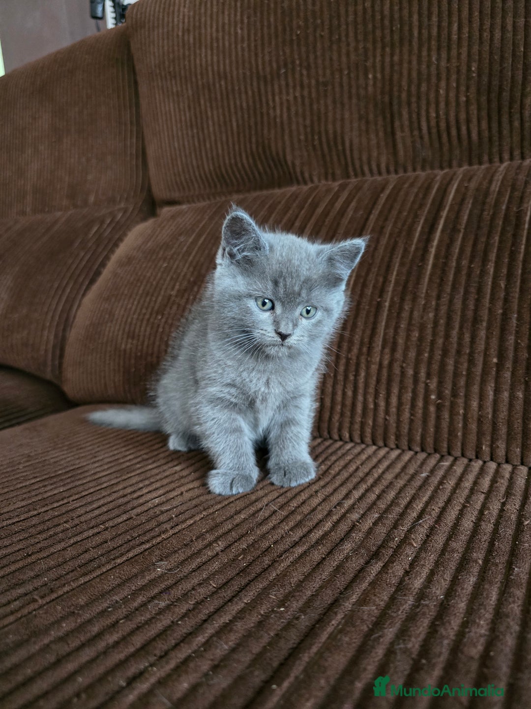 Británico de Pelo Corto Azul gatos en venta: Gatcot.com - Imagen 5