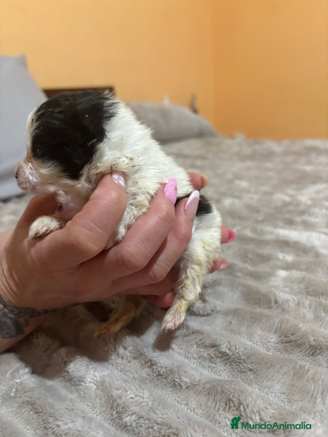 Pomerania perros en venta: Lulu Pomerania macho party  - Anuncio 2