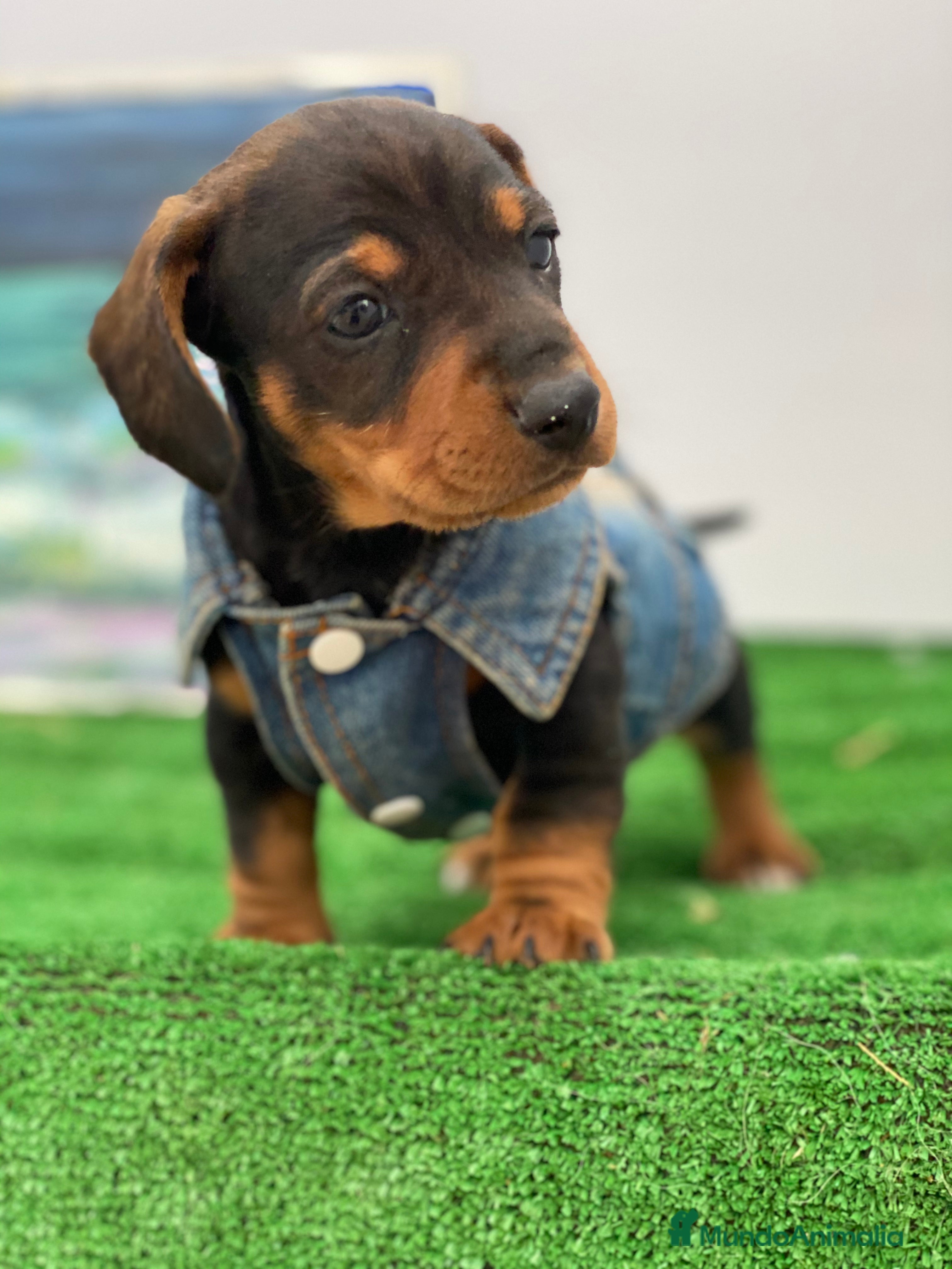 Teckel Miniatura perros Teckel miniatura PUPPY  en Ciudad Real - Anuncio 17