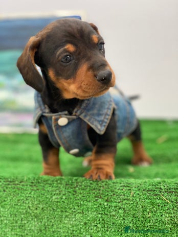 Teckel Miniatura perros en Ciudad Real - Anuncio 14