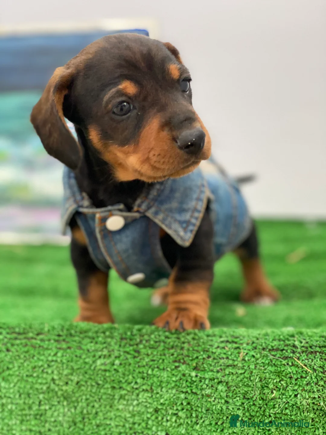 Teckel Miniatura perros en venta: Teckel miniatura PUPPY  en Ciudad Real - Anuncio 1