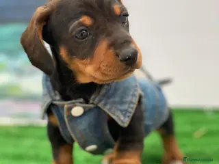 Teckel Miniatura perros Teckel miniatura PUPPY en Ciudad Real - Anuncio 31