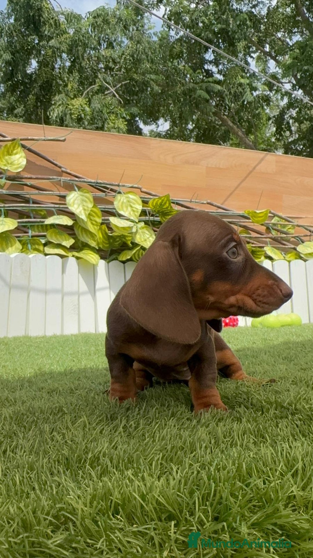 Teckel perros en venta: TECKEL HEMBRA CHOCOLATE MINIATURA  - Imagen 6