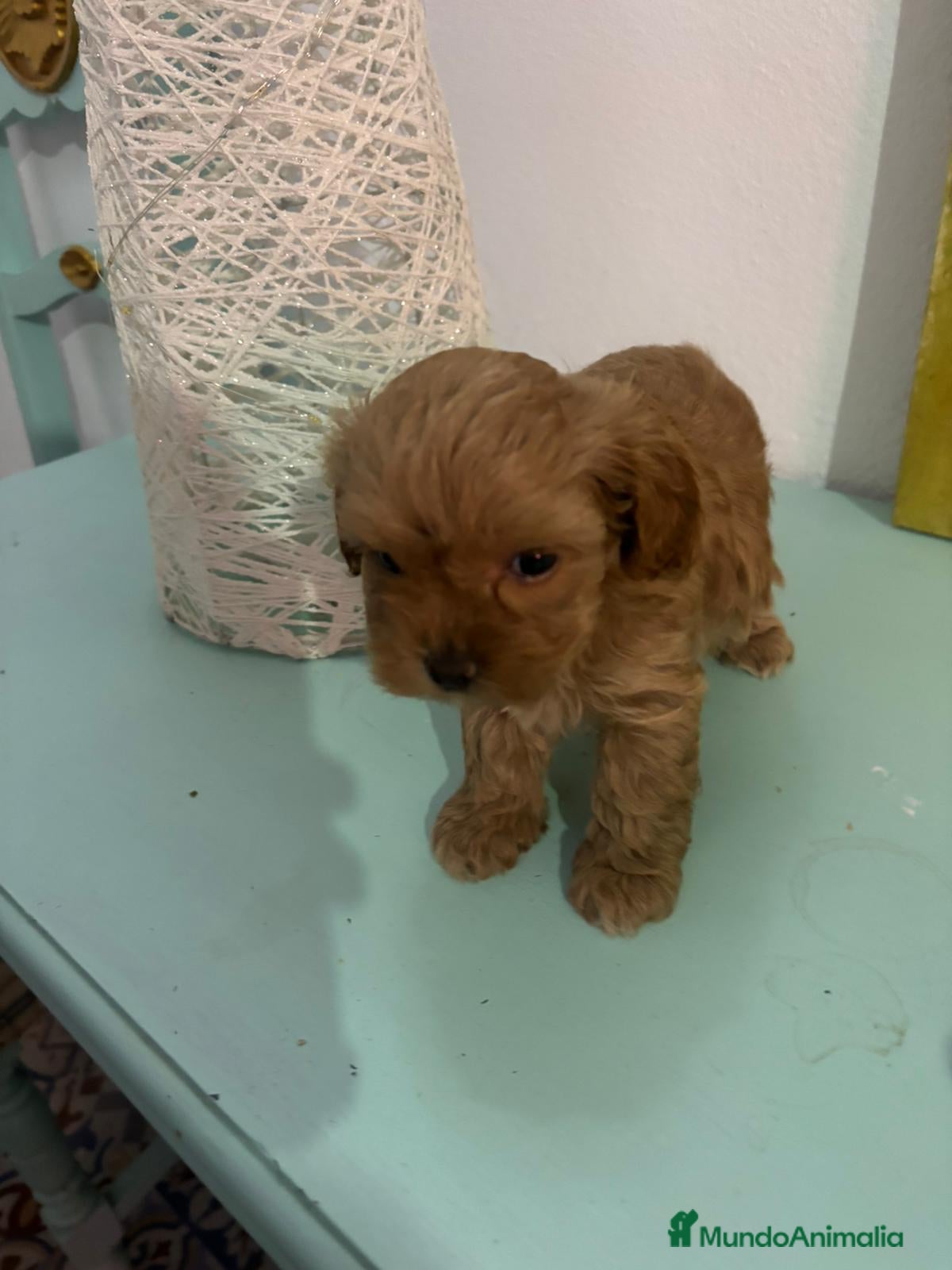 Maltipoo perros Maltipoo rojo - Anuncio 1