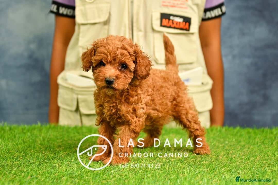 Caniche Enano perros en venta: Cachorros de Caniche Enano: amor, calidad garantía en Burgos - Imagen 5