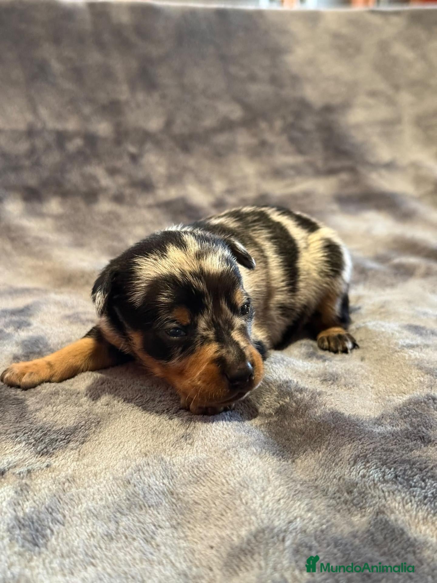 Pinscher Miniatura perros Pinscher miniatura - Anuncio 1