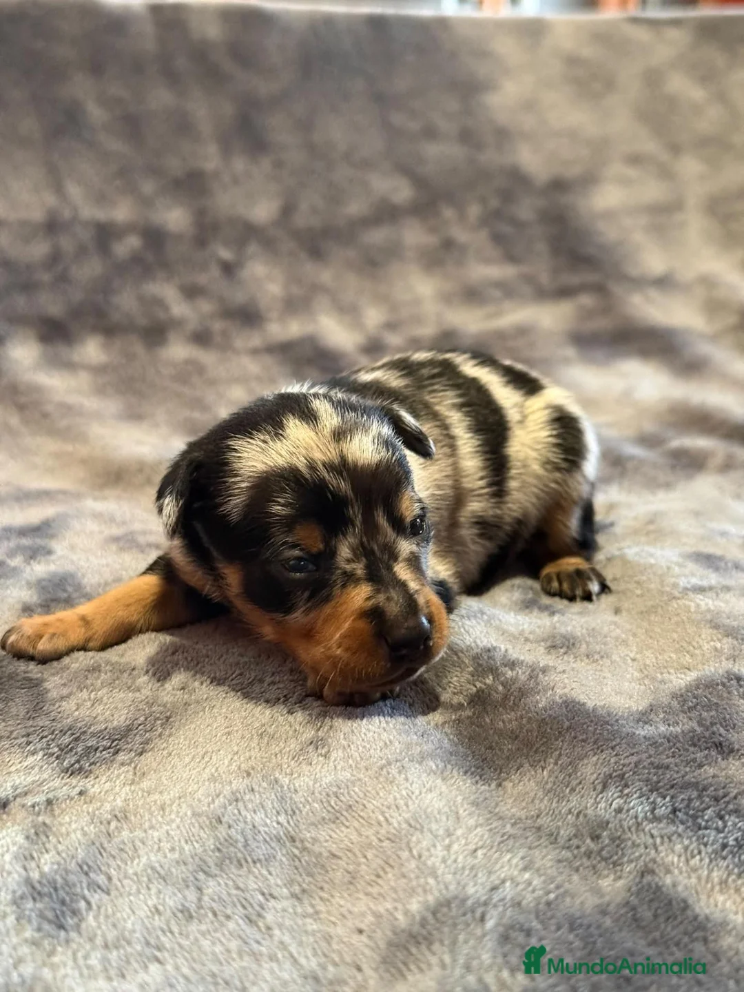 Pinscher Miniatura perros en venta: Pinscher miniatura - Anuncio 1