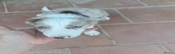 Border Collie perros en venta: Machos Border Collie Merle Chocolate Ojos Azules - Anuncio 3