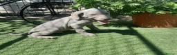 Weimaraner perros en venta: BRACO DE WEIMAR - Anuncio 15