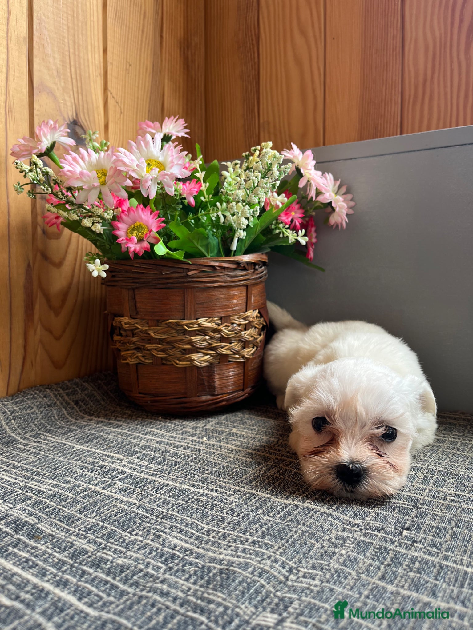 Bichón Maltés perros Bellos cachorritos de Bichon Maltés 🐶🤎 - Anuncio 1