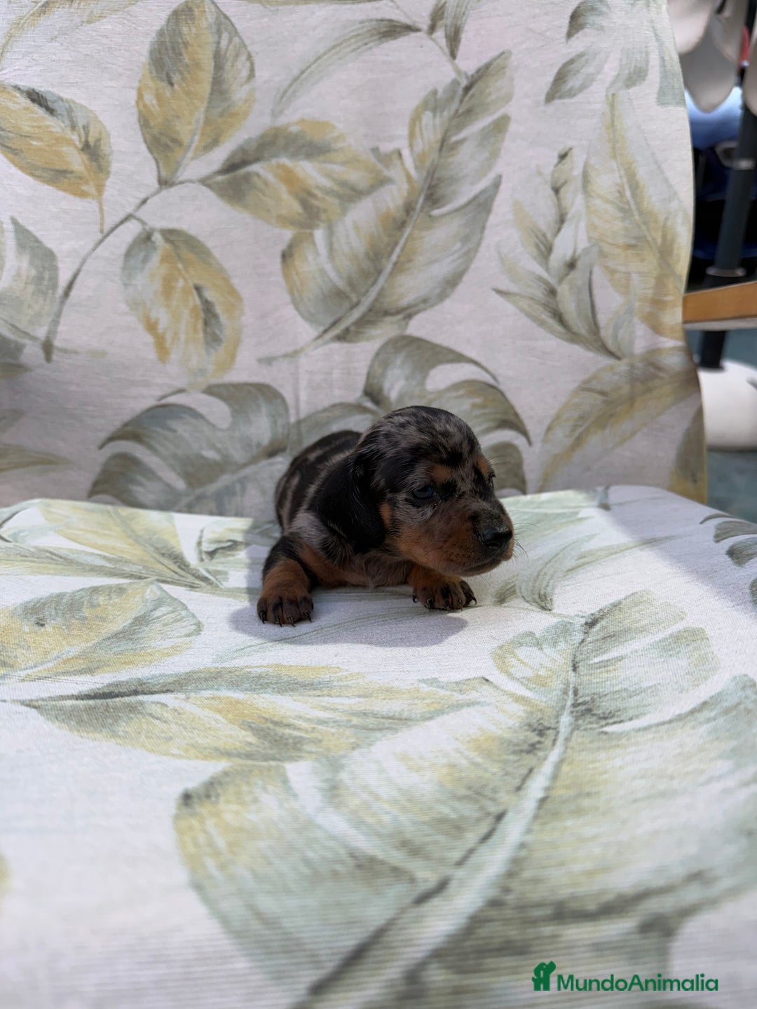 Teckel Miniatura perros en venta: Teckel Kaninchen - Imagen 1