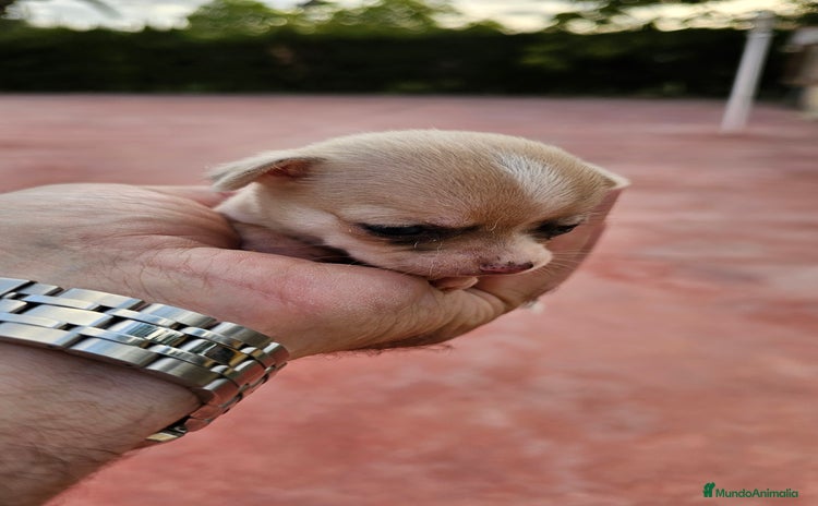 Chihuahua perros - Anuncio 1
