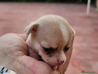 Chihuahua perros - Anuncio 22