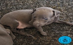 Pequeño Lebrel Italiano perros en venta: PICCOLLO LEBREL ITALIANO PEDEGREE (LOE) - Imagen 2