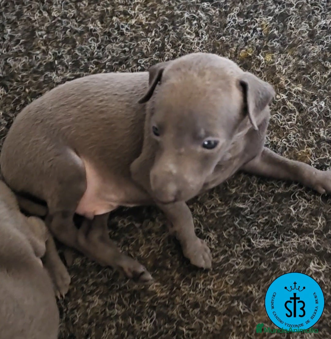 Pequeño Lebrel Italiano perros en venta: PICCOLLO LEBREL ITALIANO PEDEGREE (LOE) - Imagen 2