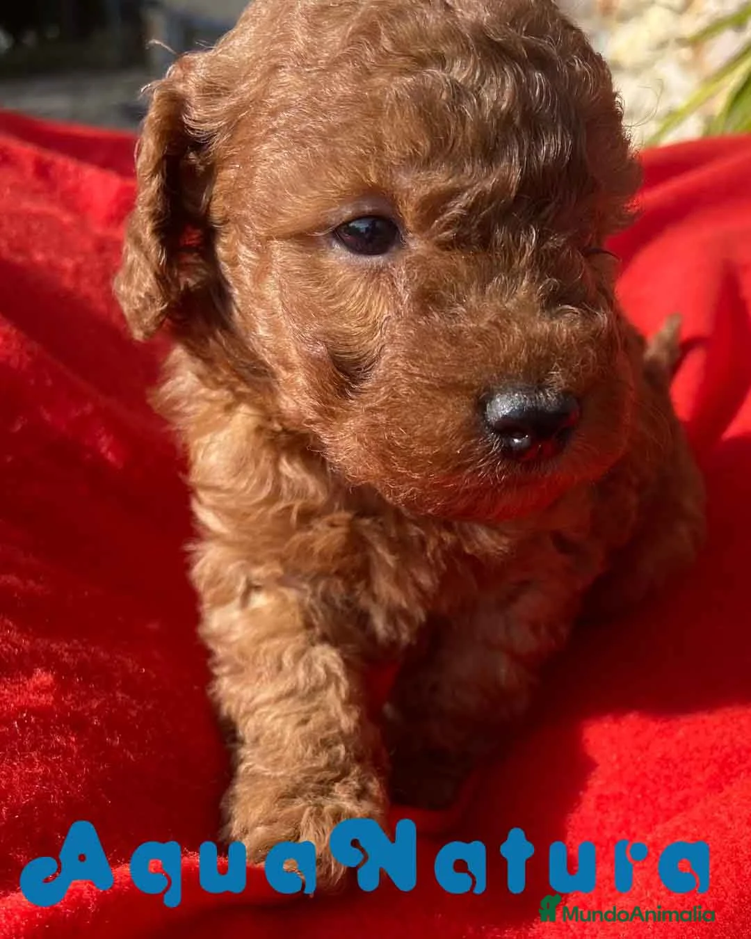 Caniche Toy perros en venta: Caniche Macho 7350 de Camila - AQUANATURA en Barcelona - Anuncio 3