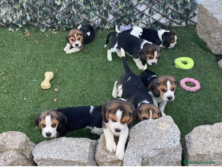 Beagle perros BEAGLE, CACHORROS TRICOLOR,LINEA PEQUEÑA - Anuncio 8