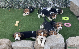 Beagle perros en venta: BEAGLE, CACHORROS TRICOLOR,LINEA PEQUEÑA - Imagen 1