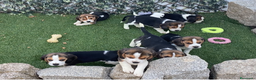Beagle perros en venta: BEAGLE, CACHORROS TRICOLOR,LINEA PEQUEÑA - Anuncio 1