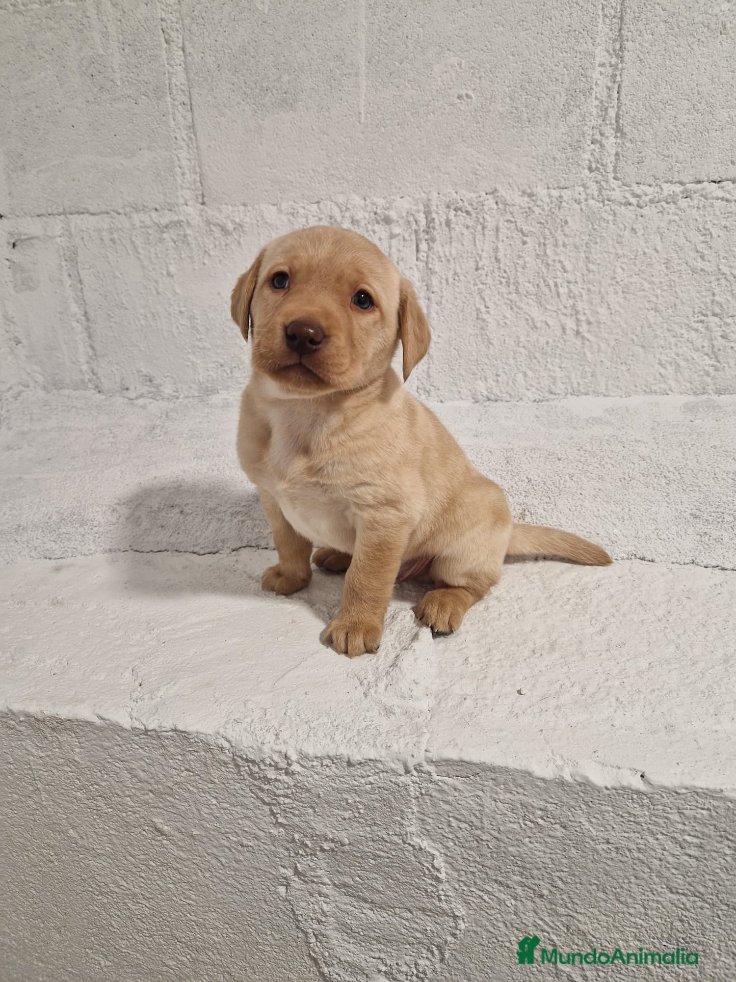 Labrador Retriever perros Labrador Retriever - Anuncio 22