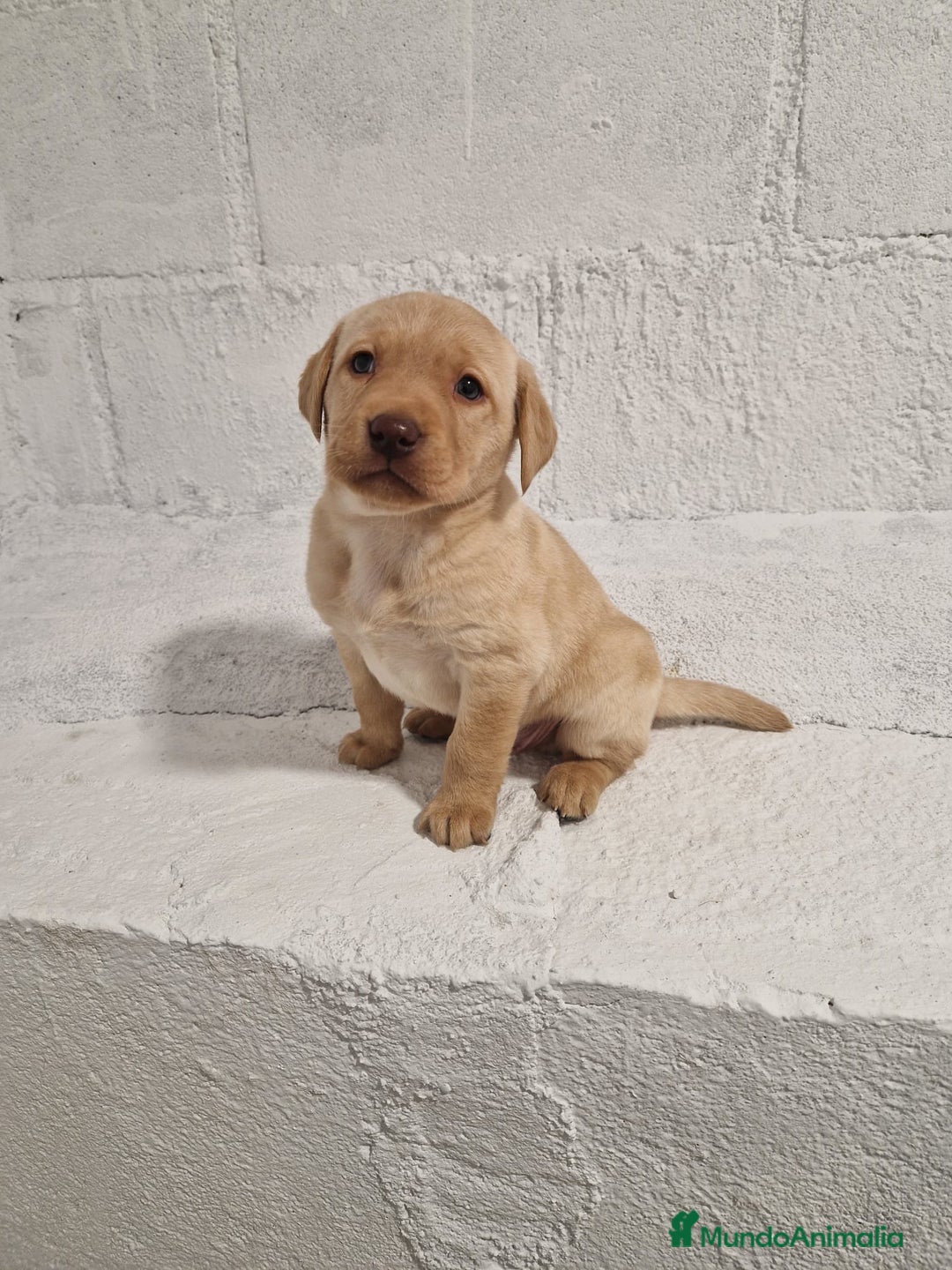 Labrador Retriever perros en venta: Labrador Retriever - Anuncio 1