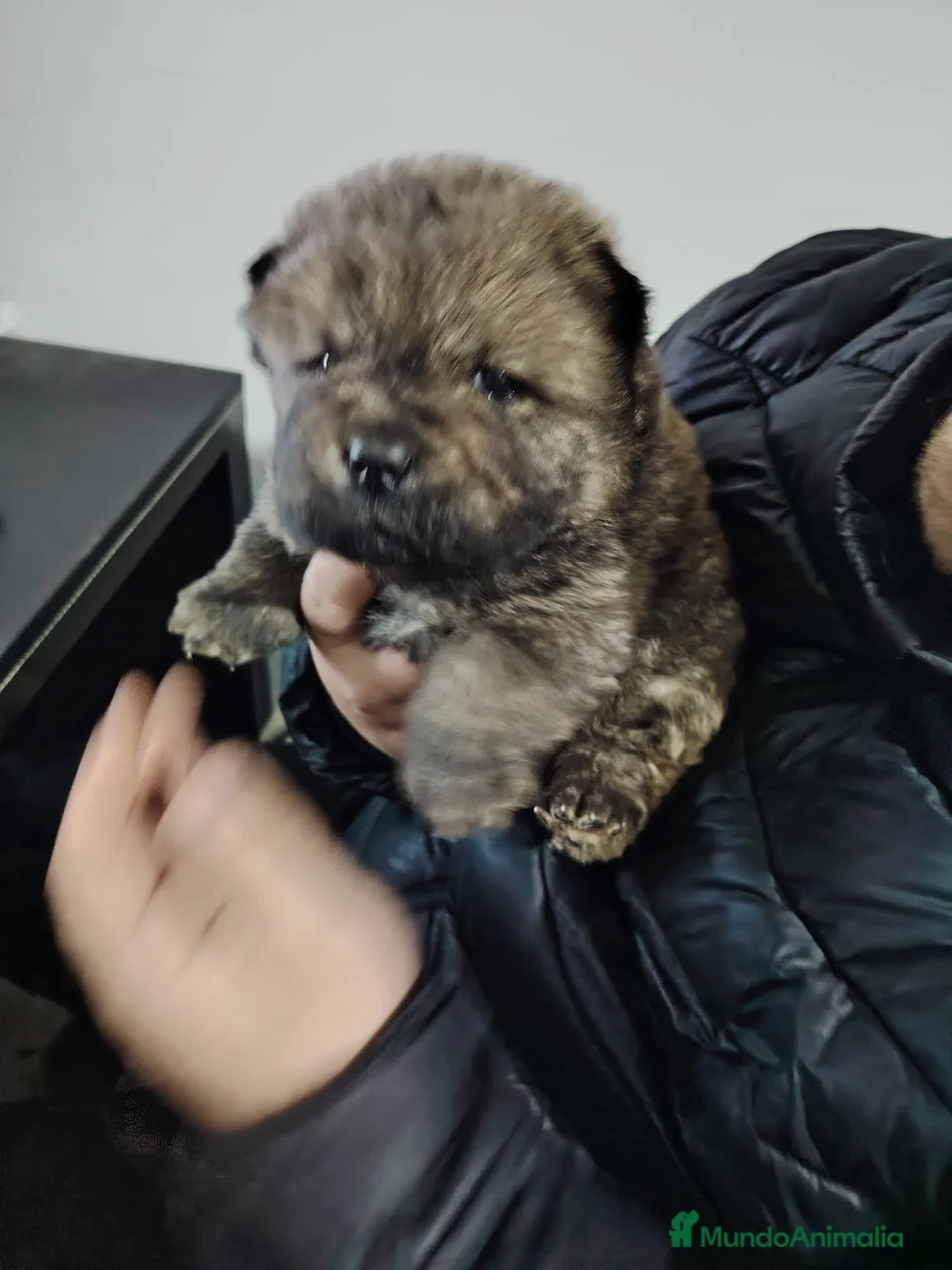 Chow Chow perros en venta: Macho disponible de Chow chow - Anuncio 2