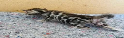 Bengalí gatos en venta: Bengali, Brown - Anuncio 3