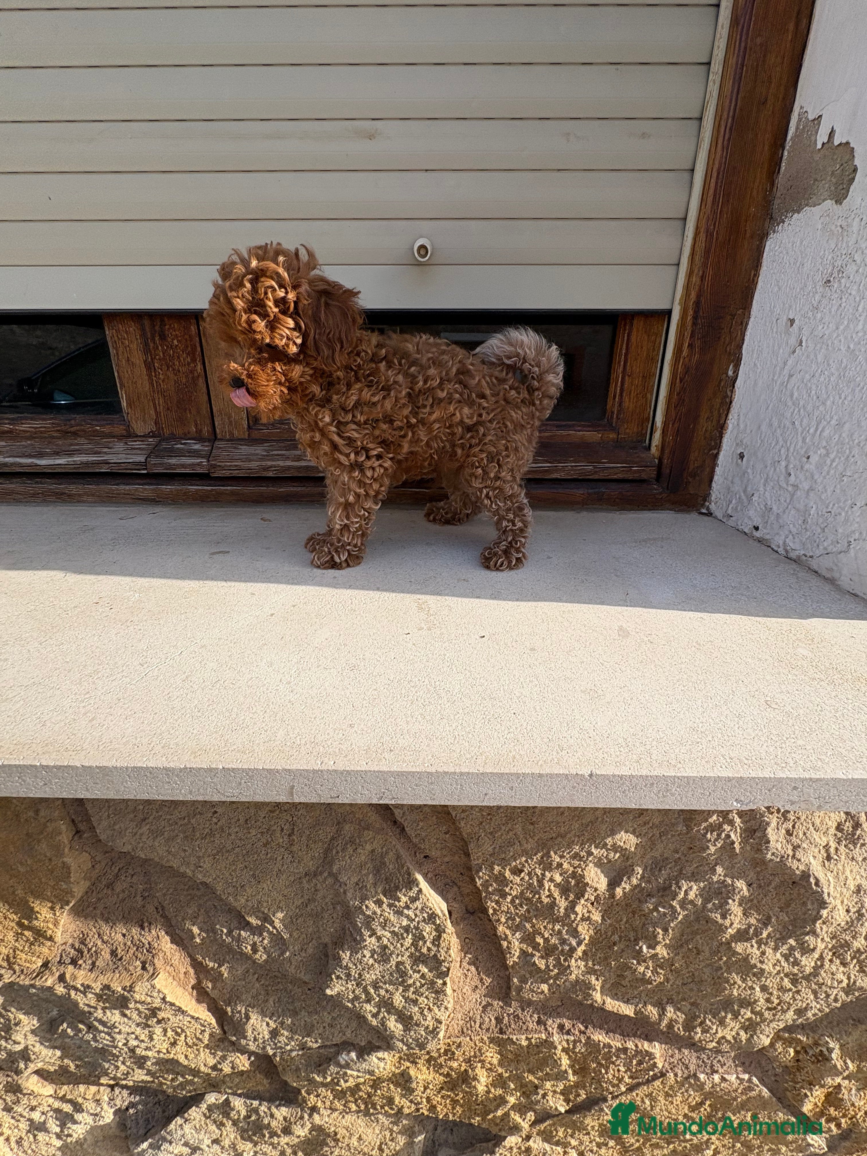 Caniche Toy perros Caniche mini Toy  - Anuncio 21