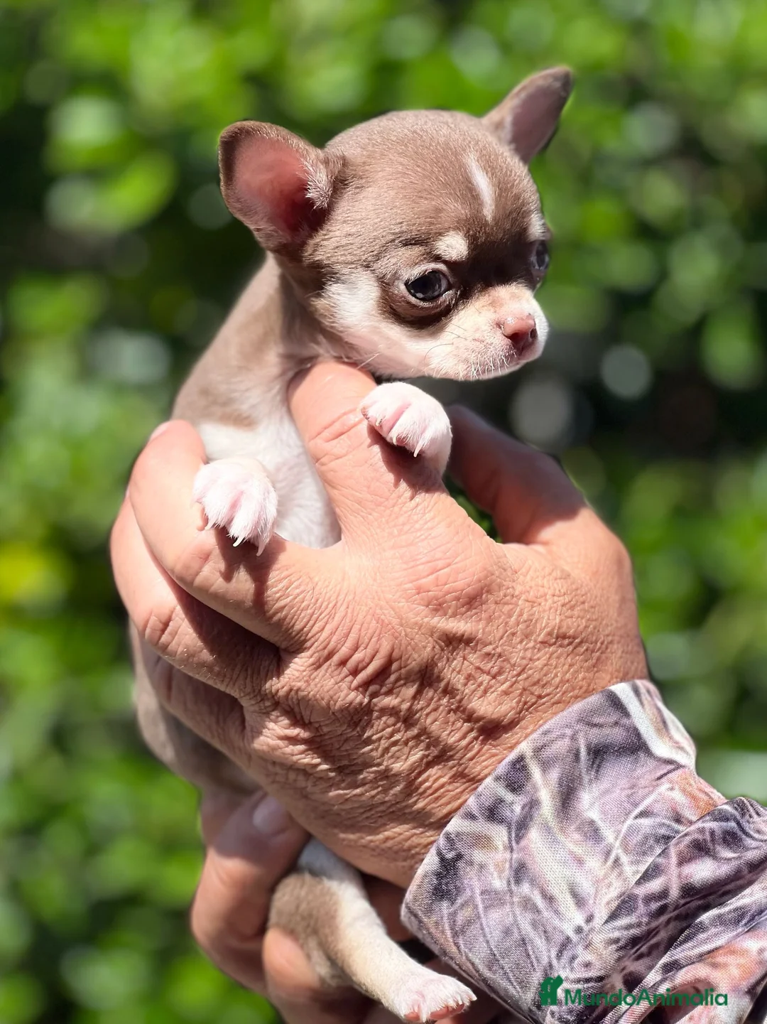 Chihuahua perros en venta: CHIHUAHUA TOY TRICOLOR MACHO en Barcelona - Anuncio 3