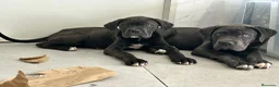 Cane Corso perros en venta: Cané corso  - Anuncio 4