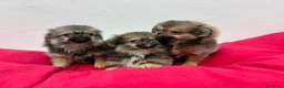 Pekinés perros en venta: Pekines - Anuncio 3