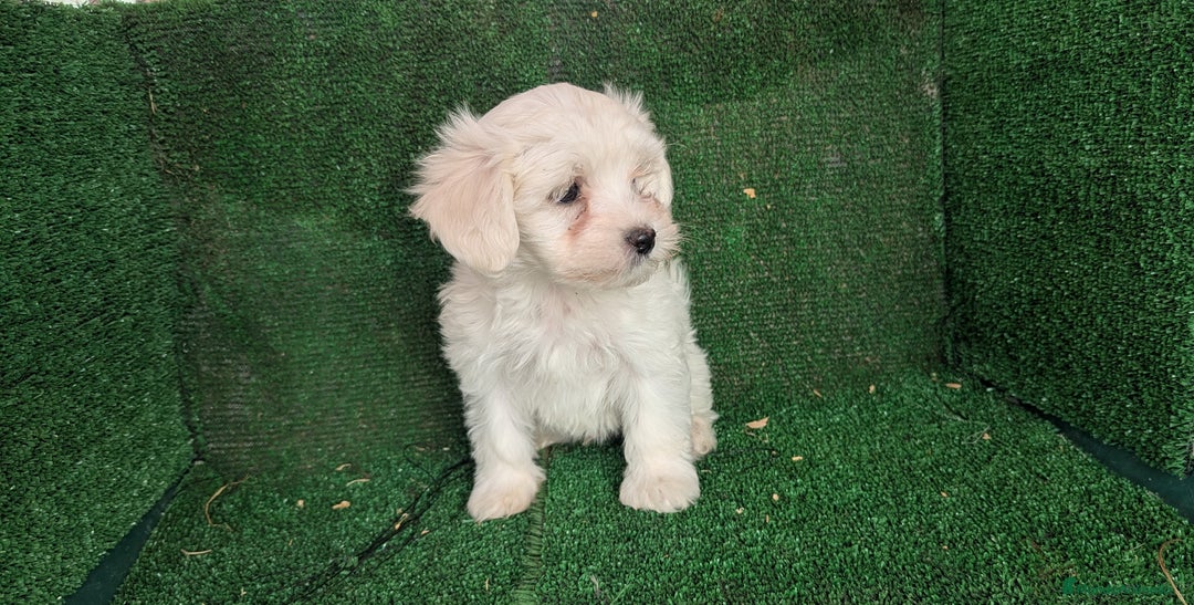 Bichón Maltés perros en venta: Se vende camada de bichón maltés toy  - Anuncio 5