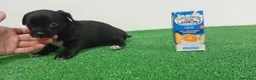 Pomchi perros en venta: Pomchis  - Anuncio 3