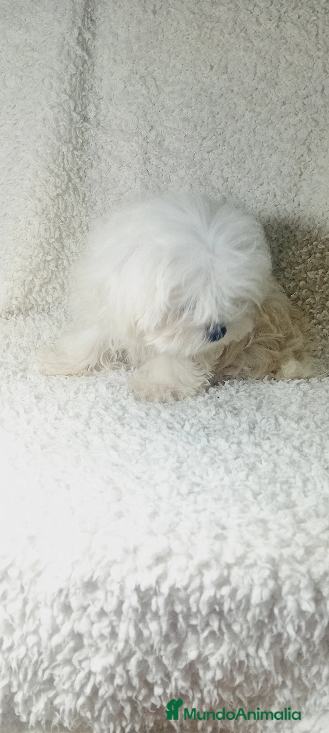 Bichón Maltés perros en venta: ‼️‼️PRECIOSA CAMADA DE BICHÓN MALTES COREANO TOY - Anuncio 2