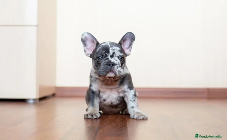 Bulldog Francés perros - Anuncio 3