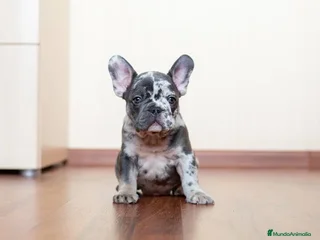 Bulldog Francés perros - Anuncio 34