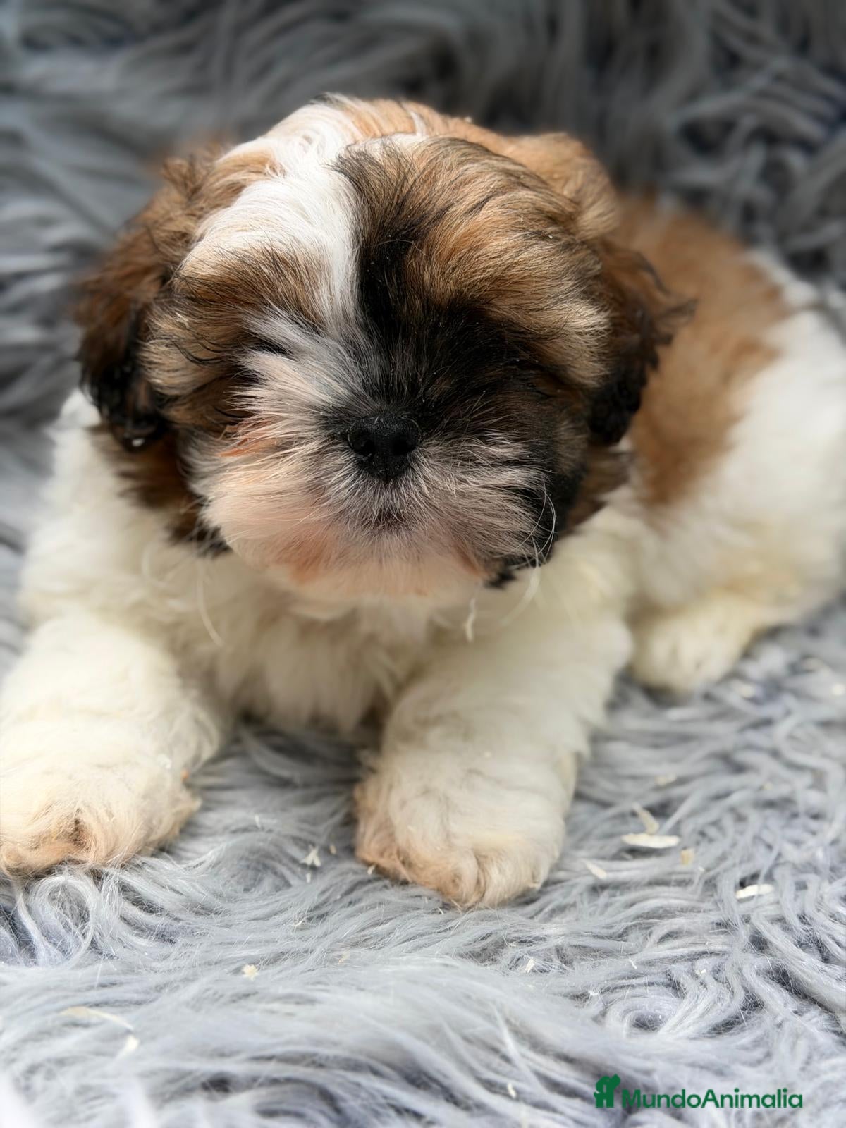 Shih Tzu perros SHIH TZU TRICOLOR  - Anuncio 1