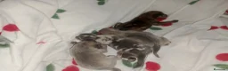 Raza Mixta perros en venta: Camada de Greyhuahua  - Anuncio 3