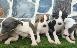 Whippet perros en venta: WHIPPET MACHOS - Imagen 7