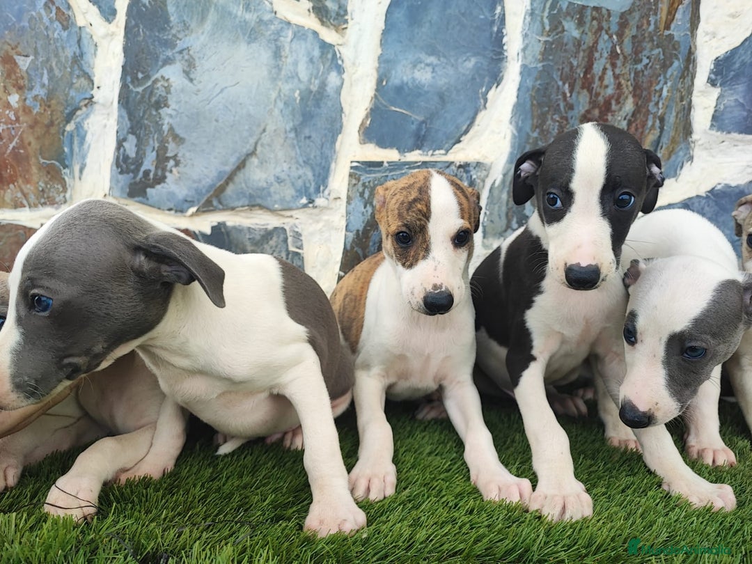 Whippet perros en venta: WHIPPET MACHOS - Imagen 7