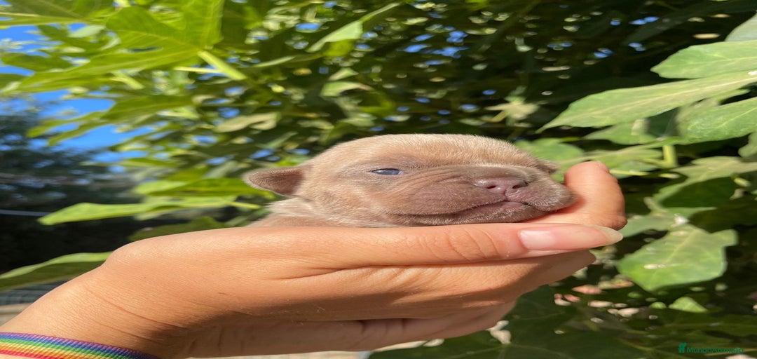 Imagen de galería {{count}}