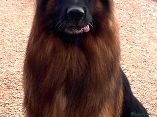 Pastor Alemán perros P.A pelo largo en Valencia - Anuncio 2